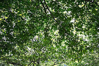 《麦登橄榄球22》Steam多半差评 IGN 6分